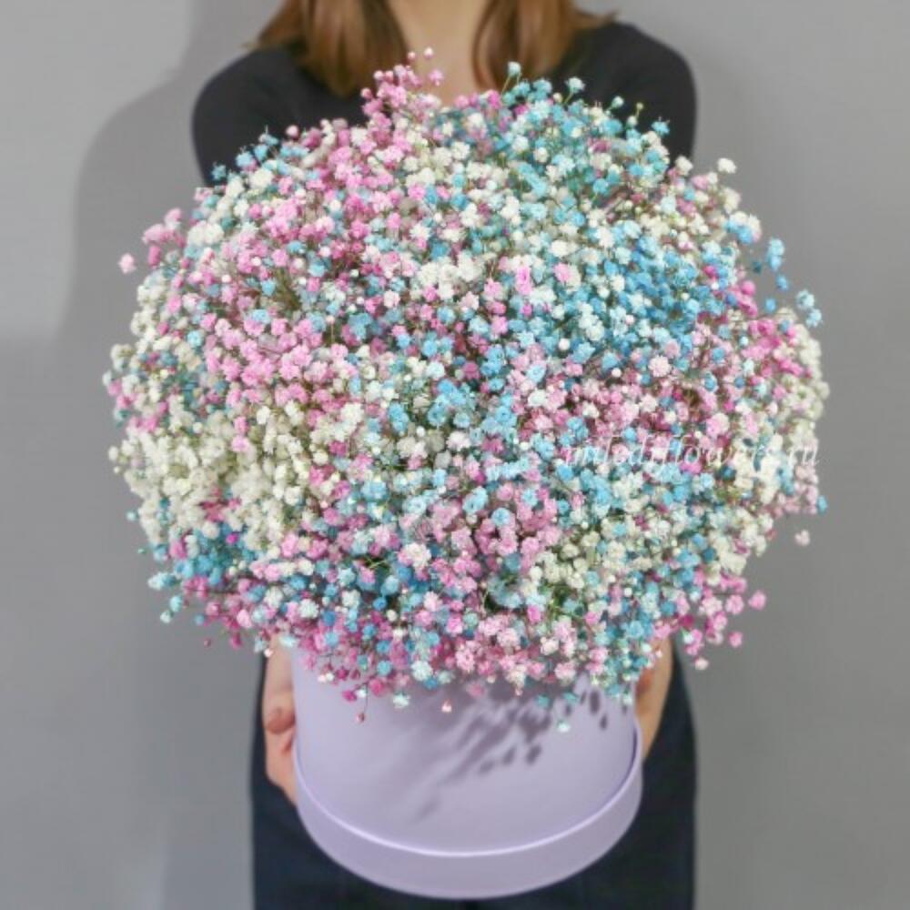 Гипсофилп  в коробке